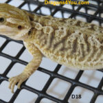 Leatherback Hypo Het Trans/Het Zero Poss. Het Witblits