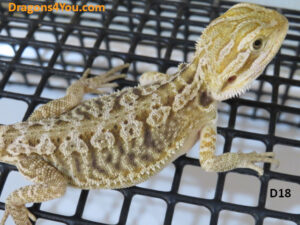 Leatherback Het Zero Poss Het Hypo/Poss. Het Witblits/Poss. Het Trans
