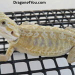 Bearded Dragons for Sale