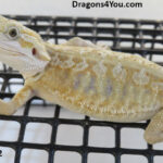 Bearded Dragons for Sale