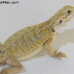 Bearded Dragons for Sale