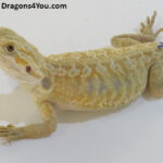 Bearded Dragons for Sale