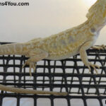 Bearded Dragons for Sale