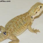 Bearded Dragons for Sale