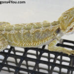 Bearded Dragons for Sale