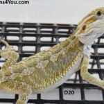 Bearded Dragons for Sale