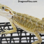 Bearded Dragons for Sale