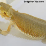Bearded Dragons | Dragons4You