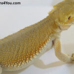 Bearded Dragons | Dragons4You