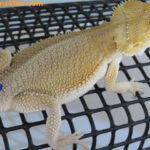 Bearded Dragons from Dragons4You