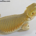 Bearded Dragons | Dragons4You