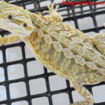 Bearded dragon for sale