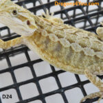 Bearded dragon for sale