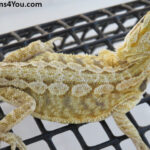 Bearded dragon for sale
