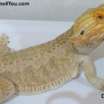 Bearded Dragons | Dragons4You