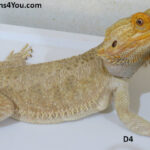 Bearded Dragons | Dragons4You