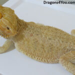 Bearded Dragons | Dragons4You