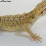 Bearded Dragons for Sale