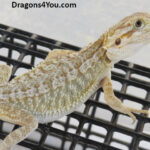 Bearded Dragons for Sale