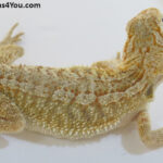 Bearded Dragons for Sale