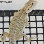 Bearded Dragons for Sale