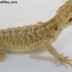 Bearded Dragons for Sale