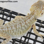 Bearded Dragons for Sale