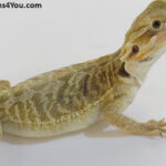 Bearded Dragons for Sale