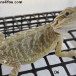 Bearded Dragons from Dragons4You