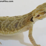 Bearded Dragons for Sale