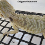 Bearded Dragons from Dragons4You