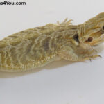 Bearded Dragons for Sale
