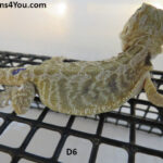 Bearded Dragons from Dragons4You