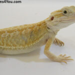 Bearded Dragons | Dragons4You