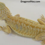 Bearded Dragons | Dragons4You