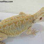 Bearded Dragons | Dragons4You