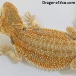 Bearded Dragons | Dragons4You
