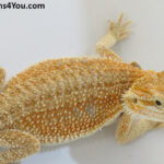 Bearded Dragons | Dragons4You