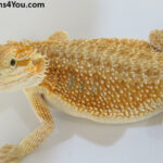 Bearded Dragons | Dragons4You